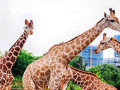 -杭州野生动物世界