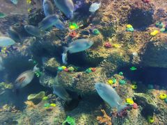 -沙沙哗啦海洋馆(华宇百花谷店)