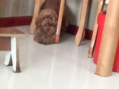 -全心全意连锁动物医院(加州店)
