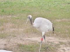 -盐城丹顶鹤湿地生态旅游区
