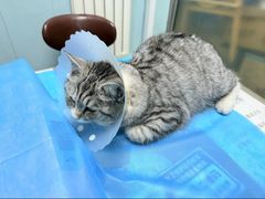 -纳吉亚猫专科动物诊疗中心(蒋宅口分院)