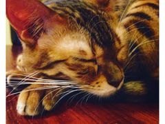 -猫色咖啡·猫咖