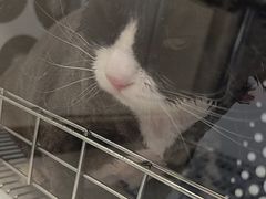 -北京观赏动物医院·24小时大型综合·猫专科·异宠专科