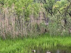 -西湖风景区-江洋畈生态公园