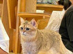 -MOCHA明星猫咖(田子坊店)