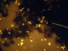 -锦尚阁烤鱼(望京新荟城店)