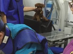 -惠康宠物医院(华能路店)