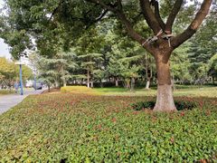 -中央公园(苏州工业园区)