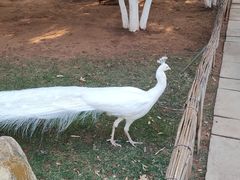 -昆明动物园