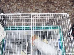 -大象厨房(重庆道店)