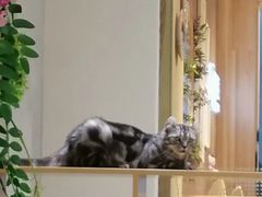 -藏猫猫咖啡主题馆(中央大道店)