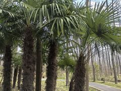 -合肥滨湖国家森林公园