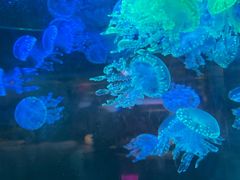 -苏州海洋馆