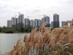 -五缘湾湿地公园