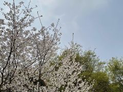 -鹅湖玫瑰文化园