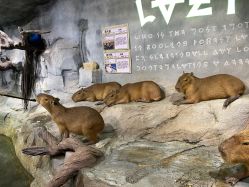 -Zoolung Zoolung动物主题公园(海信广场店)