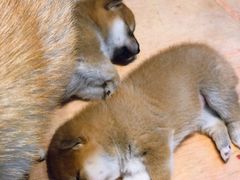 -柴源莊·柴小宠柴犬咖啡