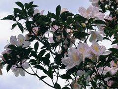 -梧桐山风景名胜区