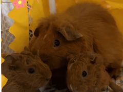 -雨林宠物医院 非犬猫异宠专科