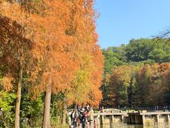 -深圳仙湖植物园
