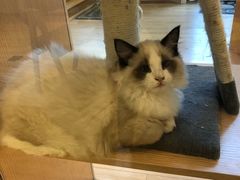 -Pets First伊珊娜洗护·精致美容·家庭式寄养(新会路店)