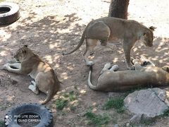 -西霞口神雕山野生动物世界