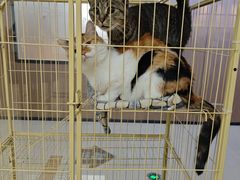 -日新剑道馆