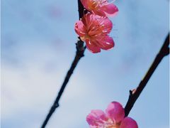 -杭州植物园
