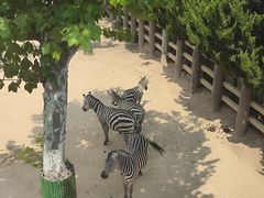 -西霞口神雕山野生动物世界