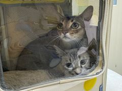 -中农国际动物医院24小时·猫科·骨科·急重症中心