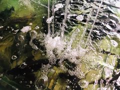 桂花鱼-抚仙湖生态石锅鱼野生菌(告庄店)