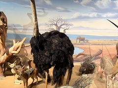 -陕西自然博物馆