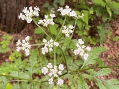 -帽儿山国家森林公园