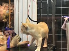 -Goku PET SHOP宠物视觉生活馆(双井店)