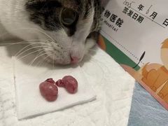 -守诺宠物医院·眼科· 特色牙科·异宠专科(虹口店)