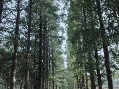 -黄海国家森林公园