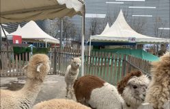 -萌宠亲子动物乐园(槐房万达店)