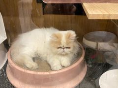 -炒码先生·韩餐炸鸡披萨(西塔店)