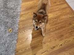 -柴务处·柴犬主题狗咖