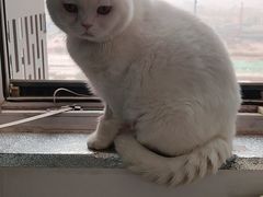 -北京恒爱动物医院(清景园分院)