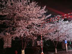 -高东镇樱花园