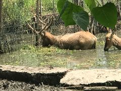 -溱湖国家湿地公园