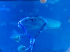 -烟台海昌鲸鲨海洋公园