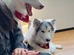 -Husky Go! 哈士奇体验馆·宠物咖啡厅狗咖