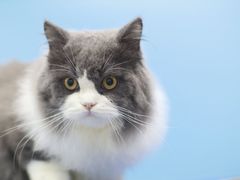 -瑞鹏宠物医院犬猫全科(真大分院)