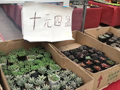 -龙大花卉苗木市场