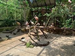 -新加坡飞禽公园