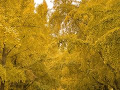 -三里屯东五街银杏大道