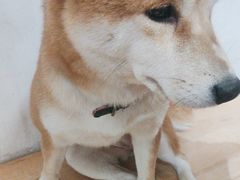 -是阿柴呀！柴犬咖啡·爱喵喵猫咖