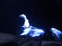 -重庆欢乐海底世界